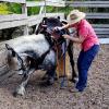 Ayla learning with renowned animal trainer Heidi Herriott