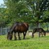 Aurora with 2019 filly foal Cumberland Armistice