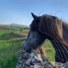 Ayla in Cumbria as a two year old. ©Gilly Chippendale