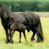 Babysham as a foal with her dam, Lunesdale Shamrock, pictured in England at the Littletree Stud ©Littletree Stud