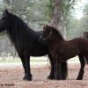 Daughter & Granddaughter: DreamHayven Decadence with Moonlit Truffles (by Stennerskeugh Danny Boy), pictured in fall 2014 as a weanling. ©LaDona Gooch