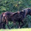 Babysham pictured with filly foal DreamHayven Dahlia