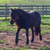 Babysham at the Import Center being released to go home, just a 2 year old.