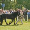 Bessie at a show in the UK, prior to import, being observed by Queen Elizabeth II!!