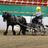 Bessie exhibiting with her owner at a carriage driving show here in the states in 2019.