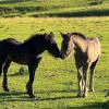 Flicka in Cumbria as a foal.