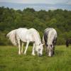 Grazing with Lammerside Ayla, ©Kristina McKenzie