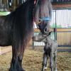 A very proud mother the morning after her filly was born.