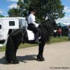 Bo on his way to the exhibition ring at the Northern IL Horse Fest