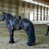 Bo in one of his first sessions in America, with dressage trainer Nicole Trapp.