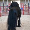 Bo looking amazing in the exercise pen at Minnesota