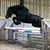 If you aren't familiar with Fell Ponies & their ability to jump, remember this photo!Beaut