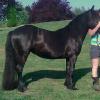 DreamHayven Daphne Jane
Mare foaled 2009
Owner DJ Boon
Shown in 2012, photo (C)Moonlit Fell Pony Farm
USA