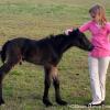 DreamHayven Diplomat
Gelding foaled 2010
Owner DJ Boon
Shown at birth with G Kreuzer, copyright DHF, LLC
USA