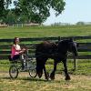 DreamHayven Dagonet
Gelding foaled 2011
Owner L Davis, KY
Photo (C)DHF, LLC
USA