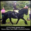 Littletree Bessie Bell, brown mare foaled 2005. Shown 2015. Now in America!