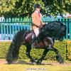 Supreme Champion Littletree Limited Edition, licensed stallion foaled 2007. Pictured at Great Yorkshire show 2014, J. Stevens, up. Now owned by Nichole Jansen, FL!
