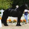 At USDF In-Hand competition, 2009, with a final qualifying score to secure the 2009 Fell Pony All Breeds Award Champion Mature Stallion In-Hand