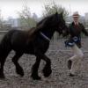 As a two year old, at Ponies (UK) Winter Championships, Champion Novice M&M In-Hand, shown by Emma Woolley