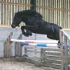 At Littletree Stud, schooling over free jumps as a four year old