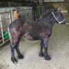 Petula as a weanling, working with her breeders to prepare for auction day.