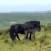 Petula alongside her dam, Wellbrow Lucky Lass