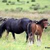 Bybeck Sienna as a filly foal with her dam in Cumbria, England, the summer of 2016.