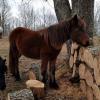 Sienna inspecting the new wood pile, December 2017