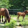 Sienna with her 2021 filly foal