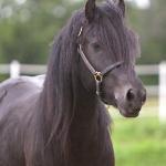 Littletree Matador: Black Gelding f. 2006
S. Guards Jester (English stallion)
D. Lunesdale Gypsy Rose (English mare)
Congrats to Brenda in Wisconsin!
SOLD 2012