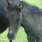 DreamHayven Daphne Jane: Black Filly f. 2009
S. Littletree Bodini (imported brown stallion)
D. Moespot Hazel (imported black mare)
Congrats to Elise of Moonlit Fell Pony Farm in Washington
SOLD 2011