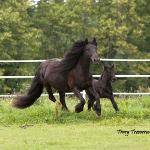 DreamHayven Decadence: Black Filly f. 2010
S. Littletree Bodini (English imported stallion)
D. Littletree Babysham (English imported mare)
Congrats again to Elise in Washington!
SOLD 2011