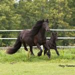 DreamHayven Decadence: Black Filly f. 2010
S. Littletree Bodini (English imported stallion)
D. Littletree Babysham (English imported mare)
Congrats again to Elise in Washington!
SOLD 2011