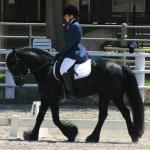 Florence aka "Dickens": Black Fell Gelding f. 2002
S. Sleddale Eddie (Dutch stallion)
D. Cornriggs Rosie (Dutch mare)
Congrats to Debie in Massachusetts