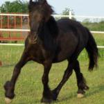 FellConnection Thunder: Black Fell Gelding f. 2007
S. Hunter van Veldzicht (Dutch imported stallion)
D. Majestic (USA) Madeline (USA bred mare)
Congrats to Vivian in Pennsylvania