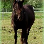 Majestic (USA) Madeline: Black Fell Mare f. 2004
S. Newfarm Midsummers Night (USA bred stallion)
D. Carrock Sybil (English imported mare)
Congrats to Diane in New York
(Sold via consignment for the Fell Connection in MI)