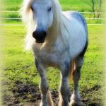 Lunesdale Mercury: Grey Fell Stallion f. 1999
S. Lunesdale Mountain Mist (English stallion)
D. Greenholme Lorane (English mare)
Congrats to Megan in Texas-Vermont