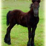 DreamHayven Balian: Grey Fell Colt f. 2007
S. Lunesdale Mercury (English imported stallion)
D. Corrennie Afton (UK imported mare)
Congrats to Sue & Brian in Indiana-Kentucky