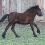 DreamHayven Aurora: Black Fell Filly f. 2006
S. Sleddale Eddie (English stallion)
D. Corrennie Afton (imported mare)
Congrats to Rebecca in Minnesota (later repurchased by Dream Hayven)