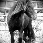 DreamHayven Vagabond
Black gelding f. 2010
S. Littletree Bodini (English stallion)
D. Hiske v.h. Westerkwartier
(imported mare)
Congrats to Ann in Missouri!
SOLD 2014