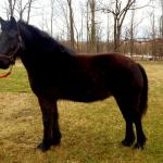 Majestic (USA) Magic
Black mare f. 2006
S. Waverhead Model IV
D. Carrock Sybil
Congrats to Kennen in Maine!
SOLD 2014 thru our
Consignment Program