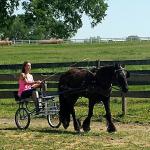 DreamHayven Dagonet
Black gelding f. 2011
S. Littletree Bodini
D. Lunesdale White Heather
Congrats to Lisa in Kentucky!!
SOLD 2014 thru our Referral & Waiting List Service