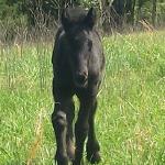 DreamHayven Providence
Black colt f. 2015
S. Littletree Bodini
D. Hiske v.h. Westerkwartier
Congrats to Paula & family in OR!
SOLD 2015
