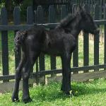 DreamHayven Destiny
Black filly f. 2015
S: Stennerskeugh Danny Boy
D: Littletree Patience
Congrats to the Mosers in IL!!
SOLD 2015