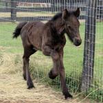 DreamHayven Good Fortune
Black colt f. 2015
S: Stennerskeugh Danny Boy
D: Corrennie Afton
Congrats to Jaimie in CA!
SOLD 2015