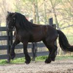 Scafellpike Southern Comfort
"Sam"
Black gelding f. 2009
Congrats to Debra in PA!!
SOLD in 2016
