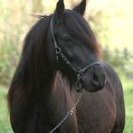 DreamHayven Aurora
Black mare, f. 2006
Congrats to Jenni in IL!
SOLD in 2016