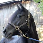 Lownthwaite Hazel
Black mare, f. 2004
Congrats to the Moser family of Hardenberg Farm in IL.
SOLD in 2017.