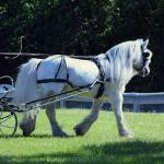 Lunesdale I'm the Man
Grey gelding, f. 2003
Congrats to MB ClickIt Photography in SC!
SOLD in 2018