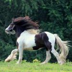 Not a Fell Pony but loved just as much :)
Bellbottom Cool Rush
Blk & wht gypsy cob gelding, f. 2011
Congrats to the Jacksons in TN!
SOLD in 2018